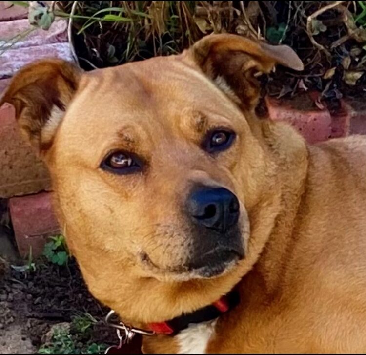 Yogi